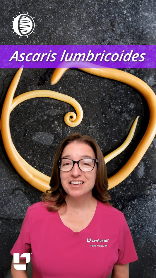 Microbiology - Microbes: Ascaris lumbricoides
