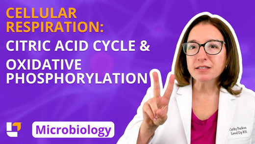 Microbiology, part 21: Metabolism - Cellular Respiration - Citric Acid Cycle & Oxidative Phosphorylation