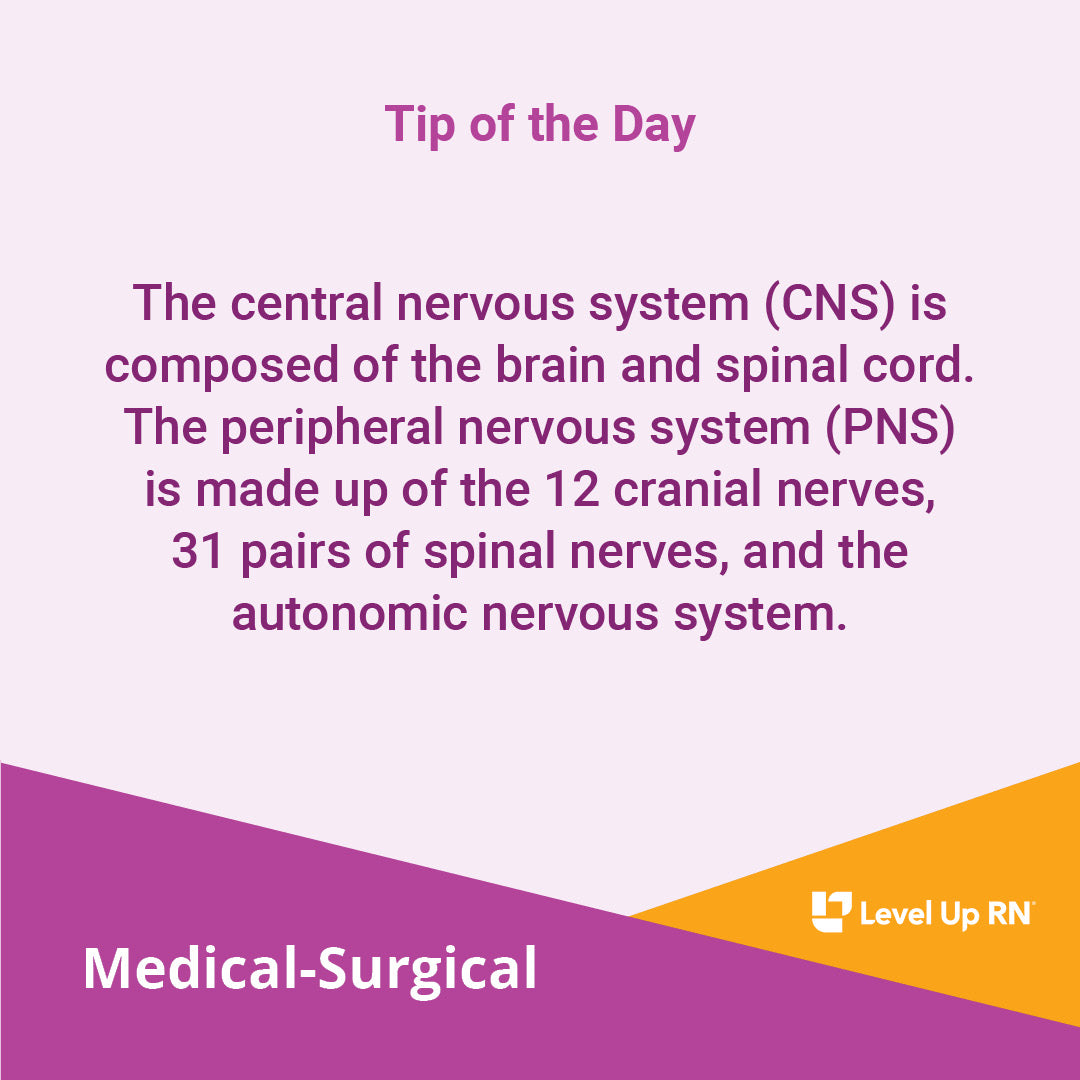 The central nervous system (CNS) is composed of the brain and spinal cord.
