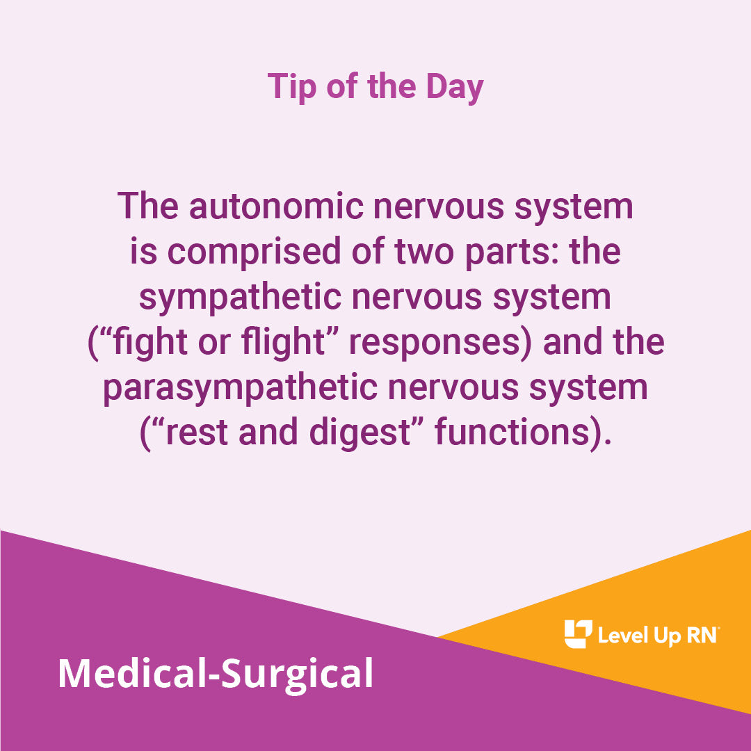 The autonomic nervous system is comprised of two parts: the sympathetic nervous system ("fight or flight" responses) and the parasympathetic nervous system ("rest and digest" functions).
