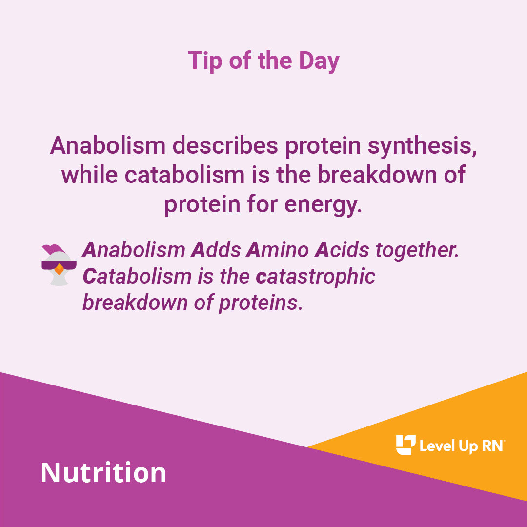 Anabolism describes protein synthesis, while catabolism is the breakdown of protein for energy.