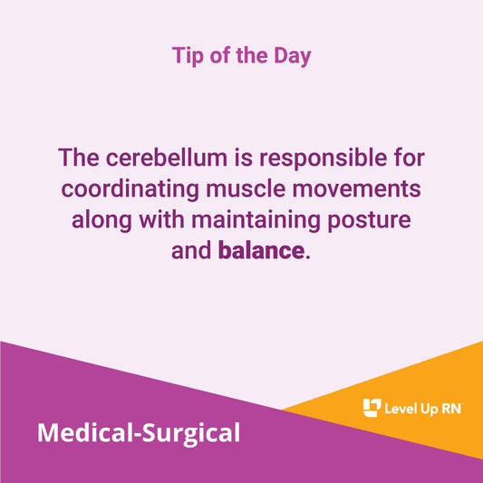 The cerebellum is responsible for coordinating muscle movements along with maintaining posture and balance.