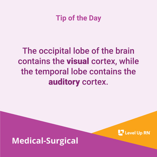 The occipital lobe of the brain contains the visual cortex, while the temporal lobe contains the auditory cortex.