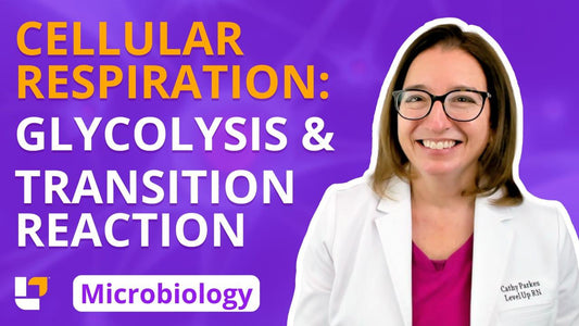 Microbiology, part 20: Metabolism - Cellular Respiration - Glycolysis & Transition Reaction