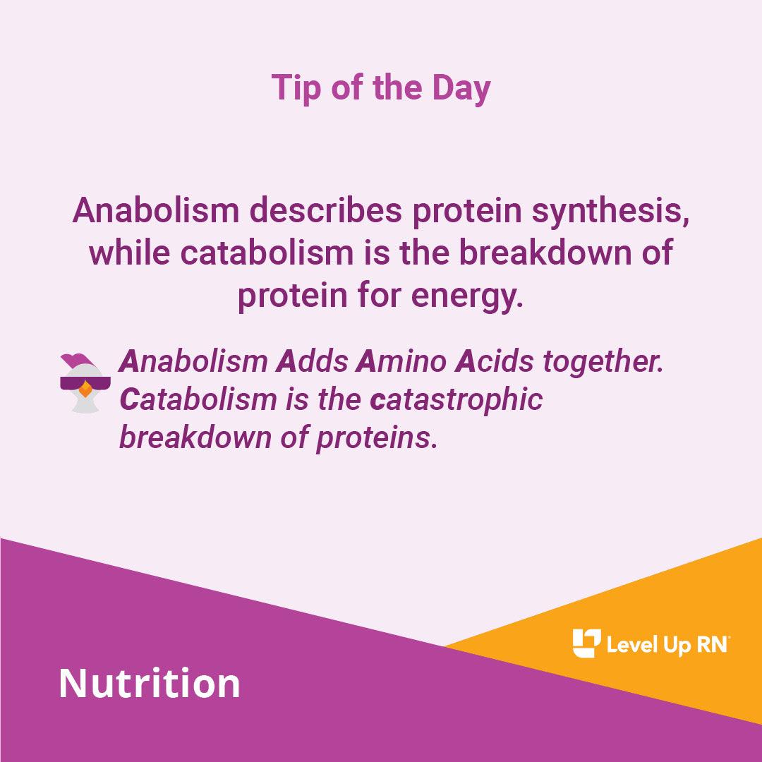 Anabolism describes protein synthesis, while catabolism is the breakdown of protein for energy.