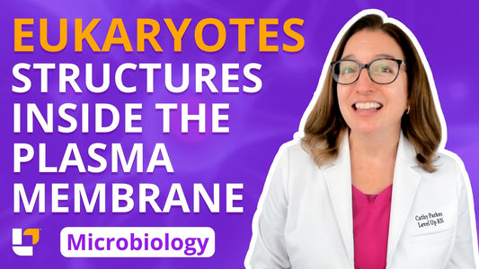 Microbiology, part 13: Eukaryotes - Structures Inside the Plasma Membrane