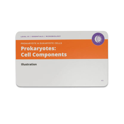 microbio flashcard example front